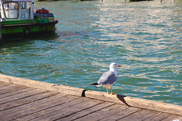 Gaviota en Venecia