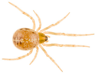 Spider Steatoda castanea female is a species of cobweb spider in the family Theridiidae. Dorsal view of Steatoda castanea isolated on white background.