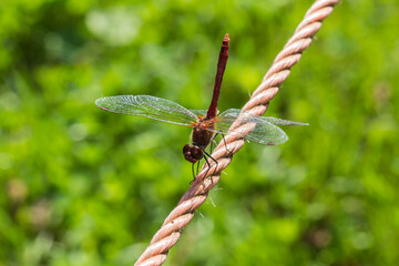 Sympetrum sanguineum, Ruddy darter, dragonfly from Germany