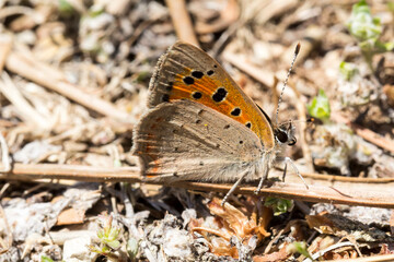 Lycaena phlaeas, Small Copper, American Copper, Common Copper butterfly from Tuscany, Italy