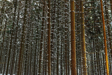 Fototapeta premium Winter in Krkonose mountains, Czech Republic , white snow, on green trees