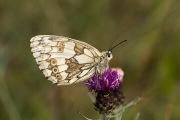 Fototapeta na wymiar Melanargia galathea, Marbled White butterfly from Lower Saxony, Germany