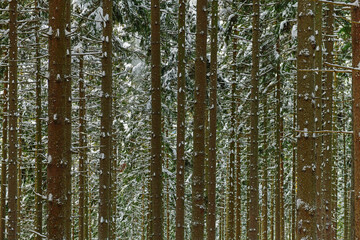 Fototapeta premium Winter in Krkonose mountains, Czech Republic , white snow, on green trees