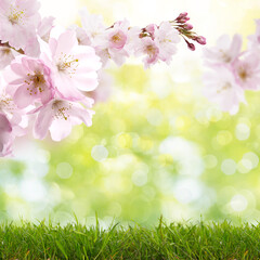Spring Cherry blossoms in full bloom. Fresh spring landscape with green grassland.