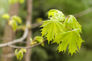 The young leaves of a maple on a branch. Spring nature. Spring in the forest. Light green leaves in spring. Fresh herbs.