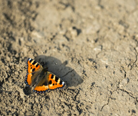 Butterfly, Little Fox Sitting On Earth Photographed From Above, Aglais Urticae