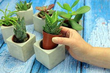 A gardener potting a succulent plant in to a square ceramic pot.