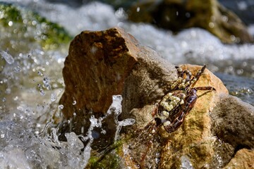crab on the rock