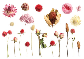 Set with beautiful dry flowers on white background