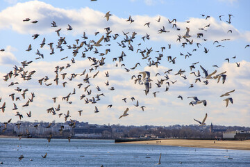 Flock of birds flying in the sky above the ocean on a winter day