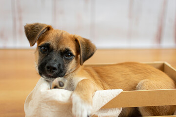 Cute puppy resting inside a wood box