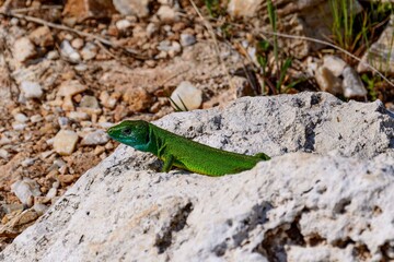Lizard on the rocks