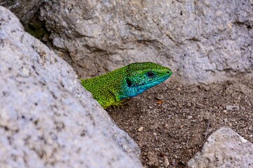 Lizard on the rocks