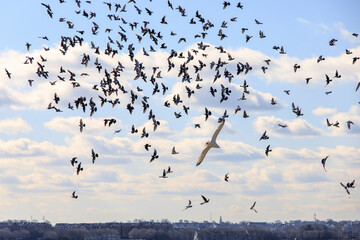 Flock of birds flying in the sky above the ocean on a winter day