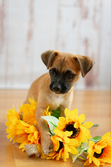 Beautiful puppy posing with flowers