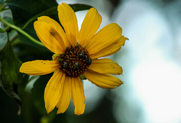 yellow flower on a green background