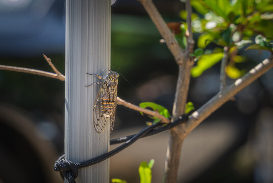 Macro photography of an insect, Cicada Orni, sitting on a pole with smooth, defocused background in Zaton, Croatia