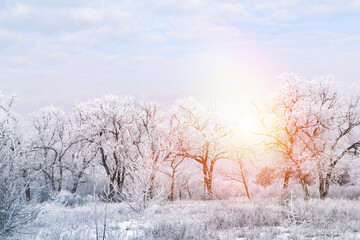Amazing winter morning. Beautiful forest covered with snow