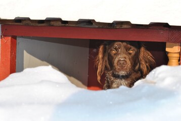 dog in winter