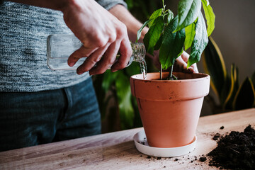 Close-up of man watering avocado plant while standing at home