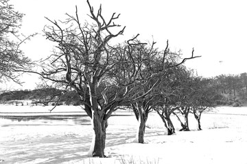 Bare trees in a winter landscape