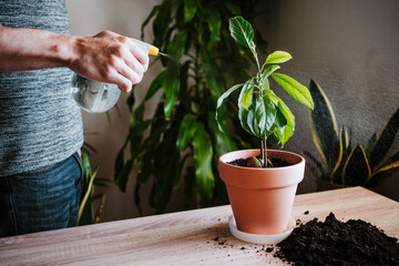 Man watering avocado plant with spray bottle while standing at home