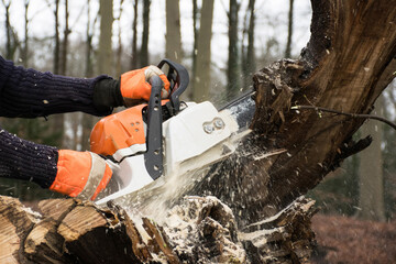 chainsaw cutting tree. Man at work holding chain saw cutting off a branch of a dead tree for...