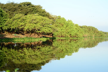 manglar