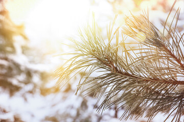 Obraz premium Beautiful conifer tree branch covered with snow on sunny day, closeup