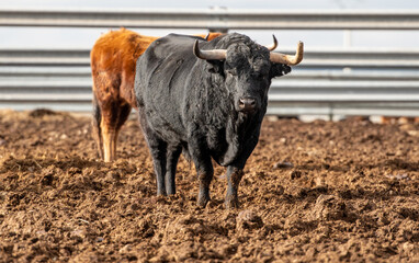 un imponente toro negro con enormes cuernos