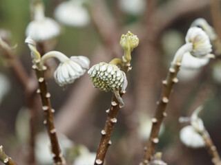 Close-up on Oriental Paper Bush 'Winter Gold' flowers or mitsumata (Edgeworthia chrysantha)