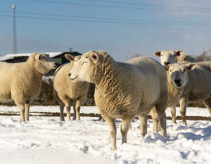 Sheep standing in a snow covered field