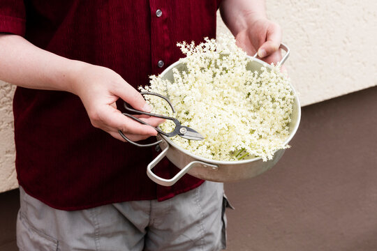 Mid section of man holding saucepan with freshly picked elderflowers