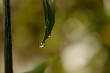 gota
