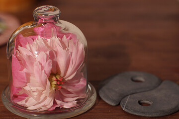 a pink peony flower covered with a glass cover next to the yin-yang stones