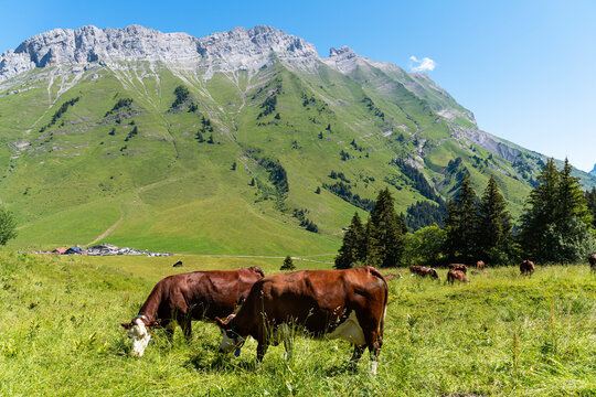 Group of cow grazing in meadow on sunny day at Col Des Aravis, Haute-savoie, France