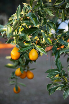 Small kumquat tree with leaves in a home backyard