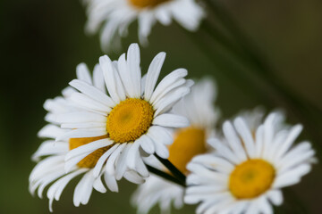 Daisies flower closeup