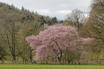 Japanese Cherry Tree In Spring, Lower Saxony, Germany, Europe