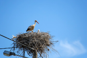 White Storks In The Nest On A Utility Pole, Algarve, Portugal