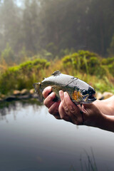 Trout fish held aloft after being caught