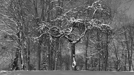 Grodno. Belarus. A slightly fantastic view of the snow-covered trees with intertwined branches in the winter park. Black and white version.