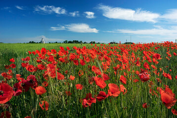 Poppies in the fields of France