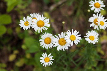 Obraz premium Daisies in a field