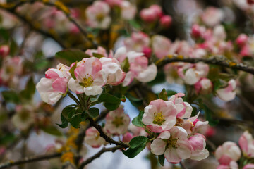 Tender pink flowers and buds of an apple tree on a branch in the garden.