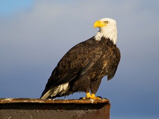 Bald eagle perched and looking back, on Sidney BC coast against blue sky