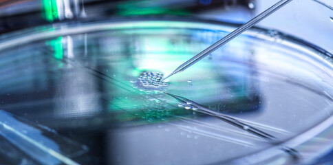 Scientific research of nuclear transfer being carried out on several embryonic stem cells in petri dish