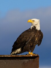 Bald eagle perched and looking back, on Sidney BC coast against blue sky