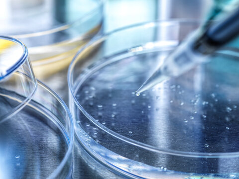 Pipette over petri dish containing stem cells being developed during experiment in laboratory