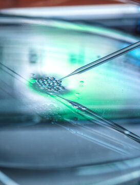 Petri dish with nuclear transfer being carried out on several embryonic stem cells